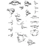 Gesicht-Anatomie-Bleistift-Zeichnungen